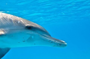 Nager avec les dauphins Bimini